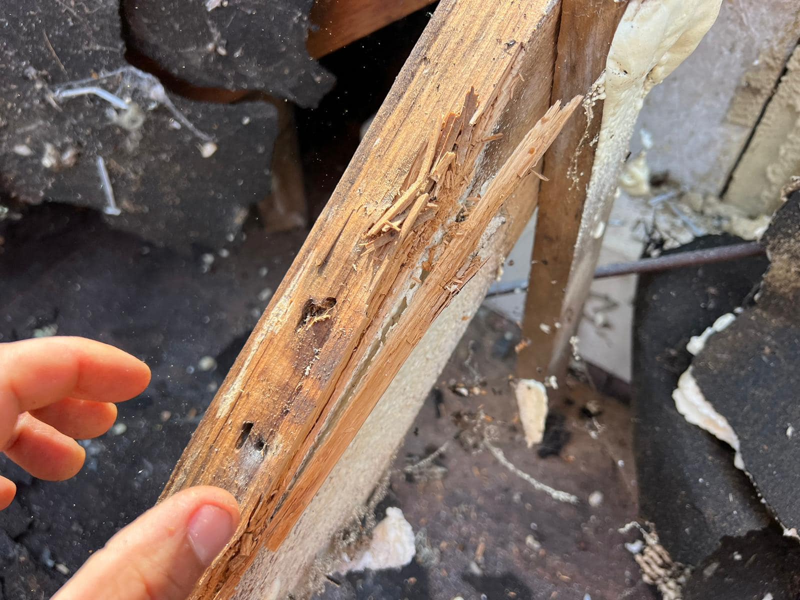 Roof survey in Kensington