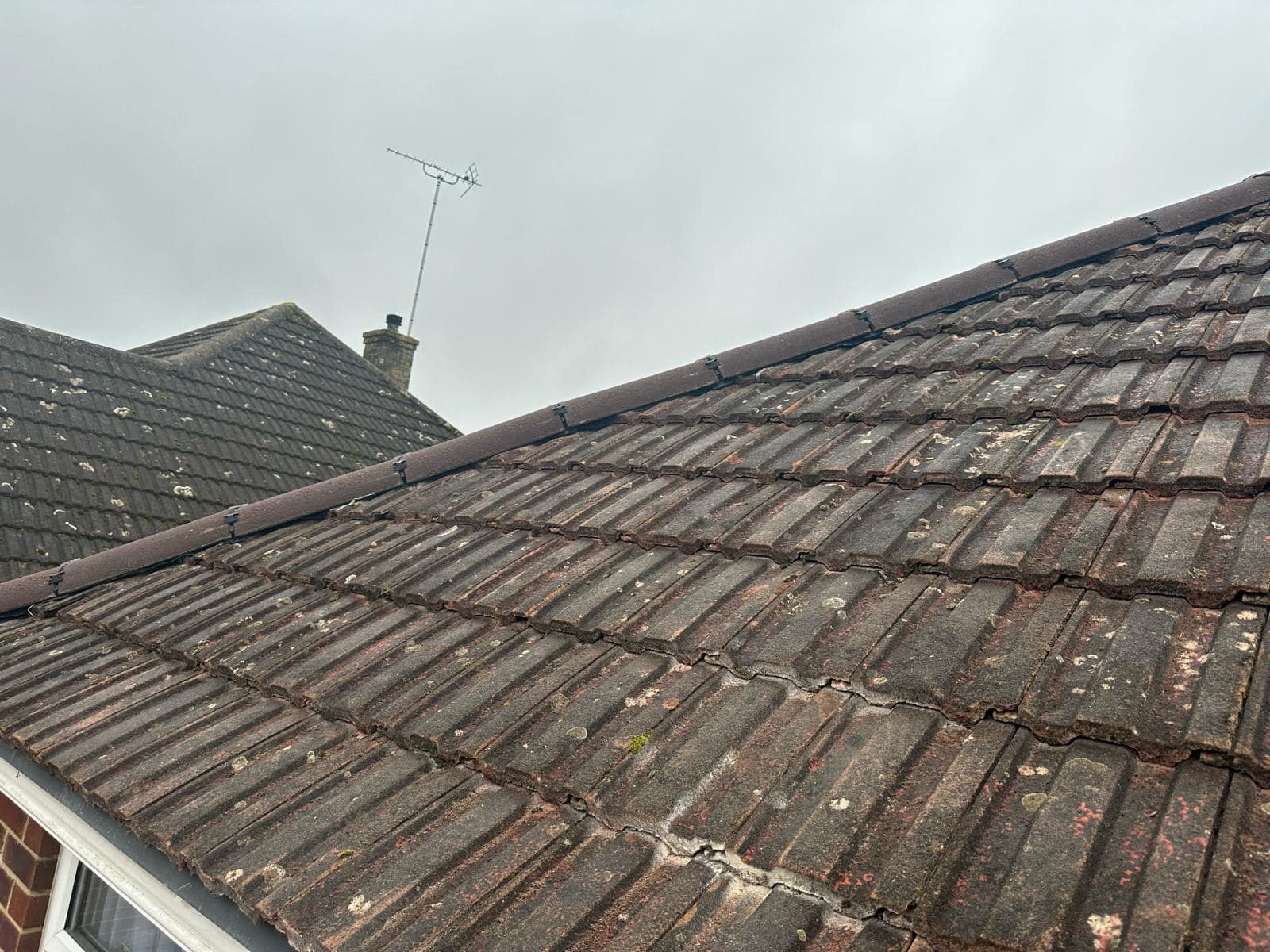 Moss removal in Wimbledon