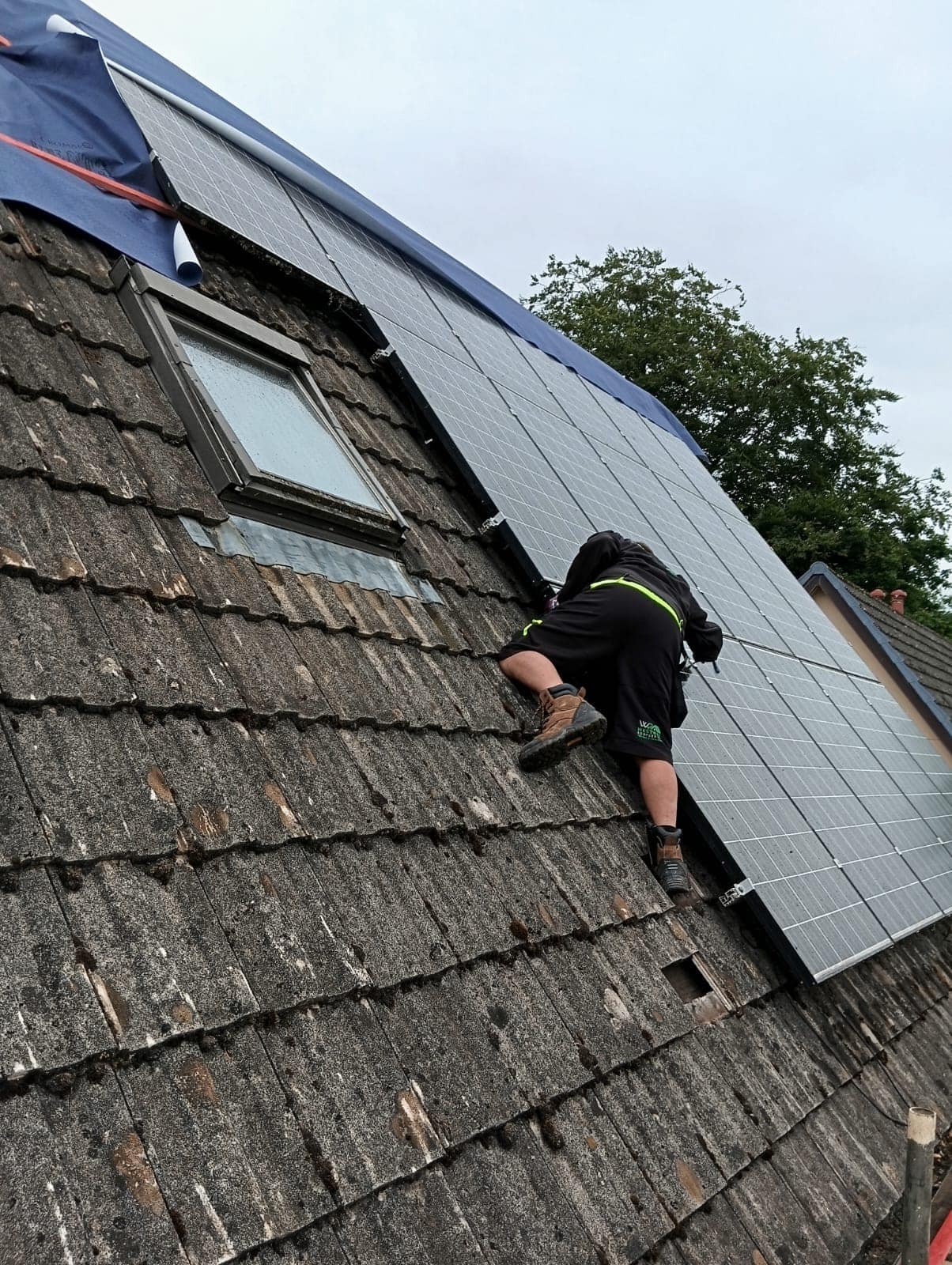 Moss removal in Wimbledon