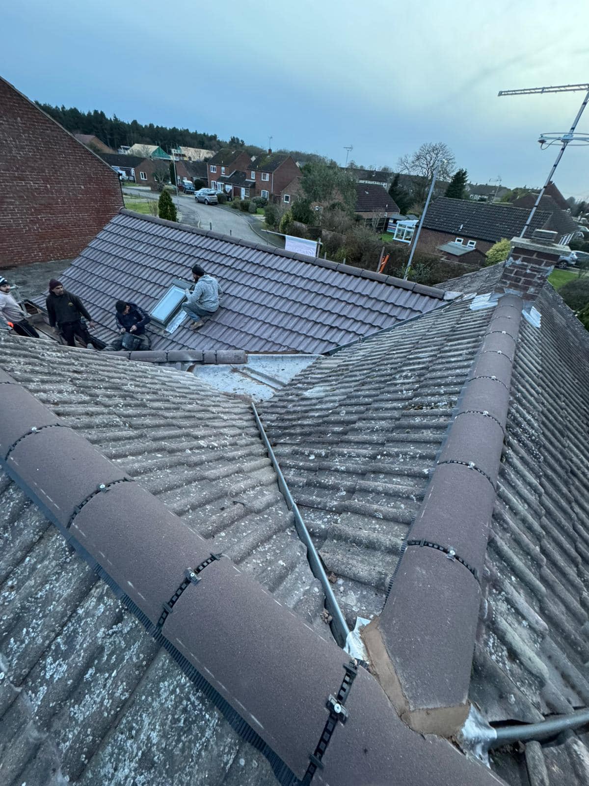 Moss removal in Wimbledon