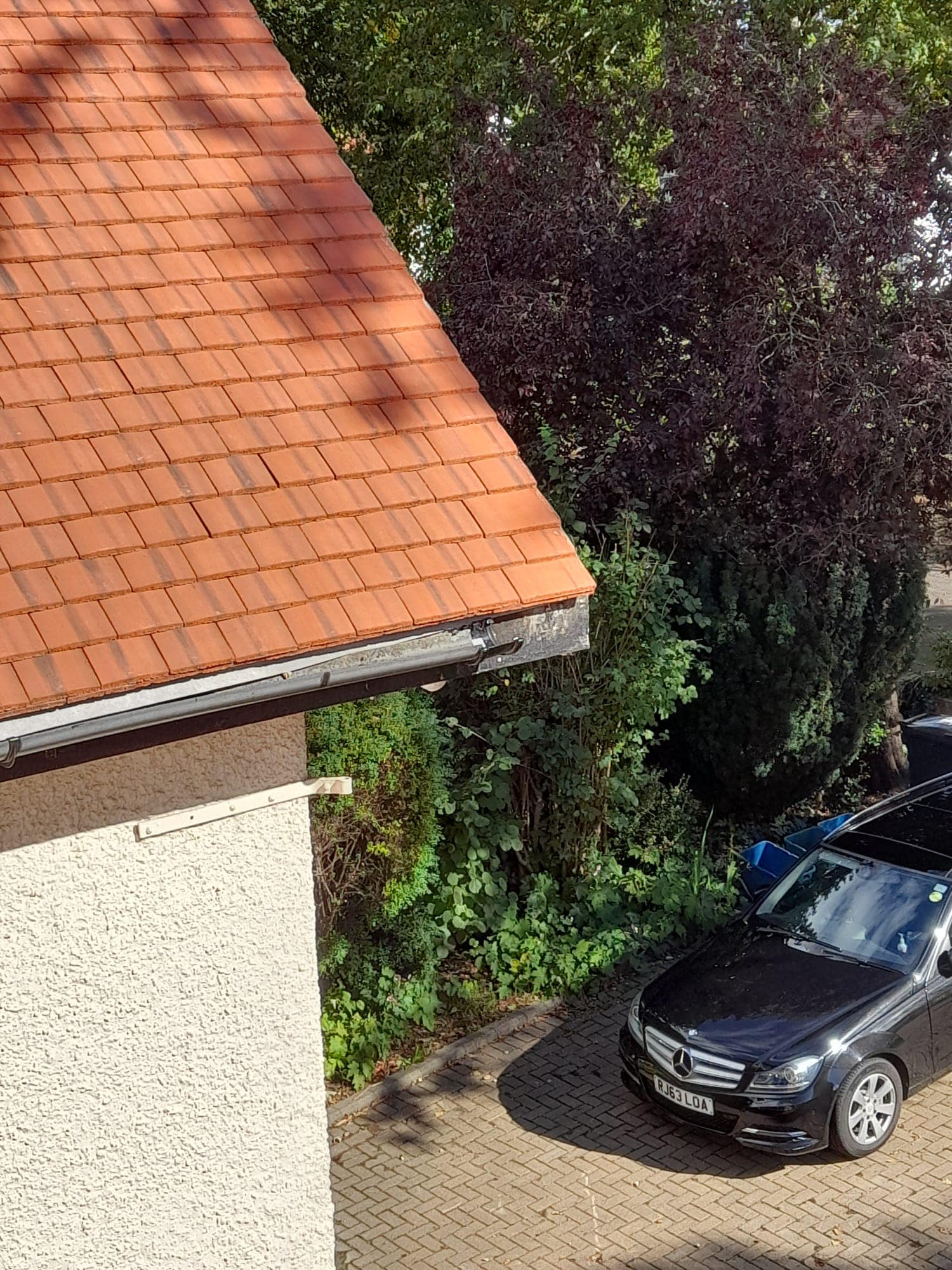 Moss removal in Wimbledon