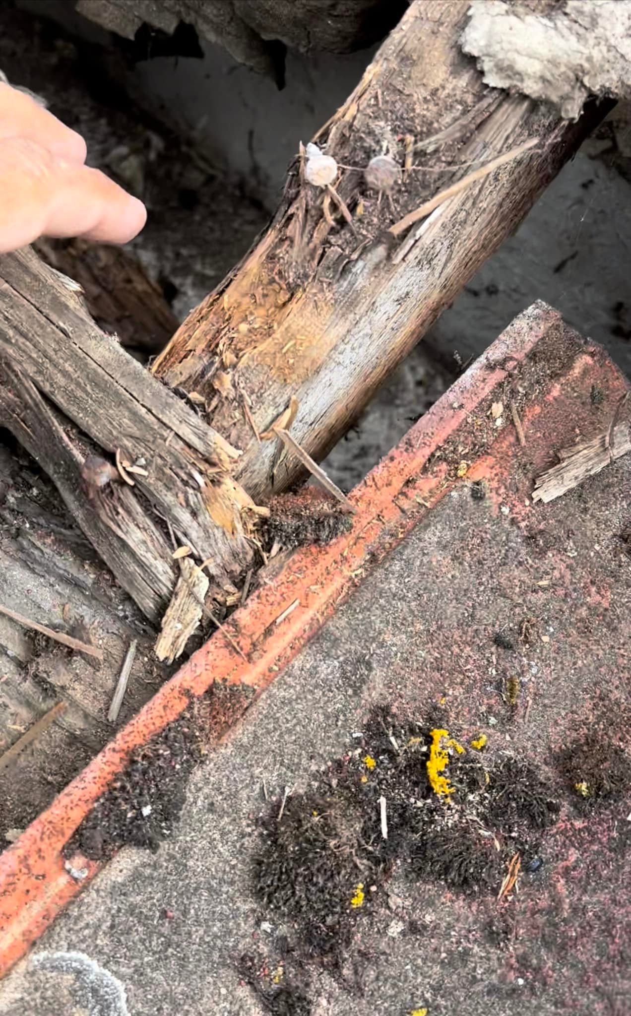 Roof survey in Kensington