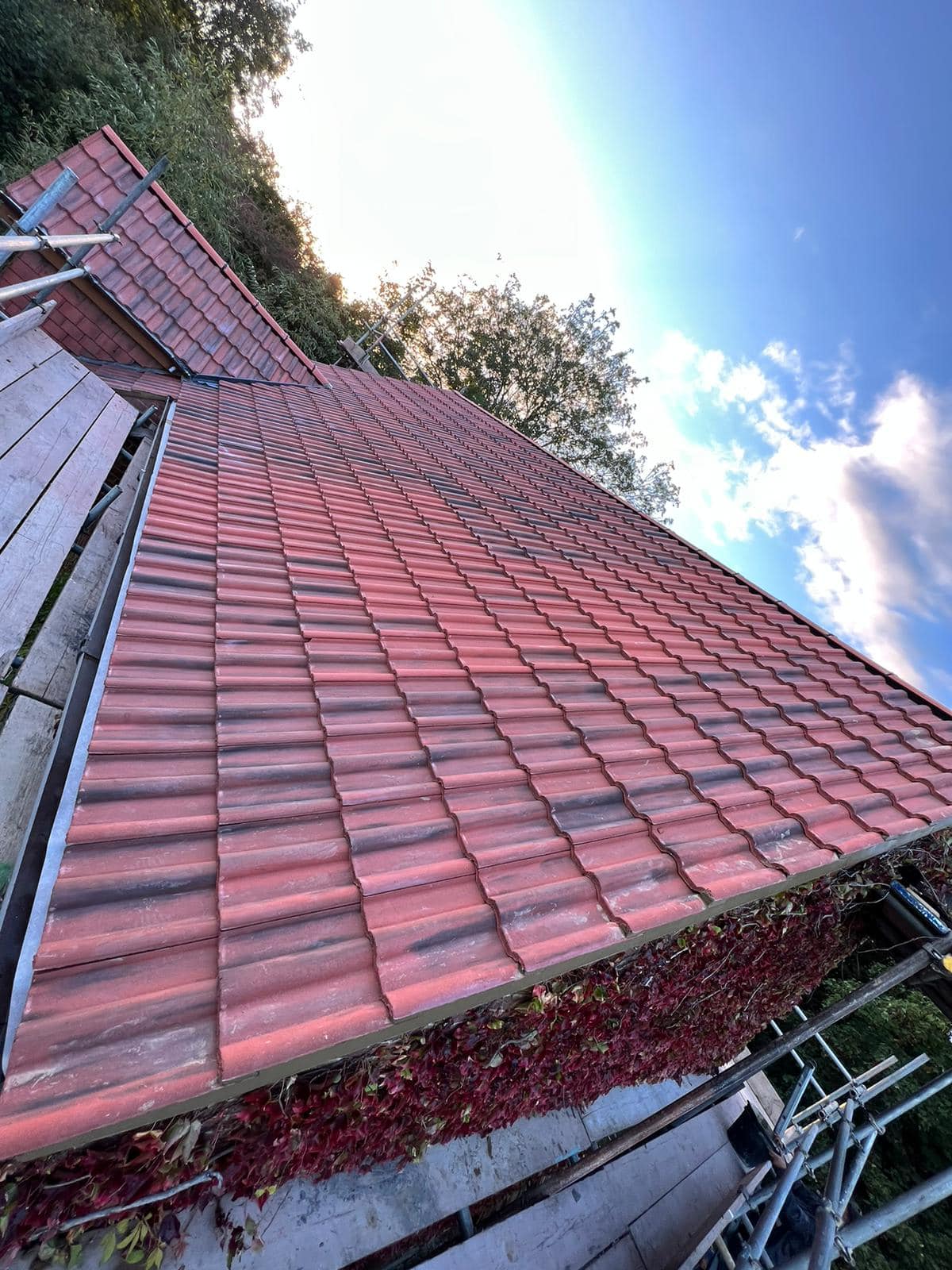 Moss removal in Wimbledon